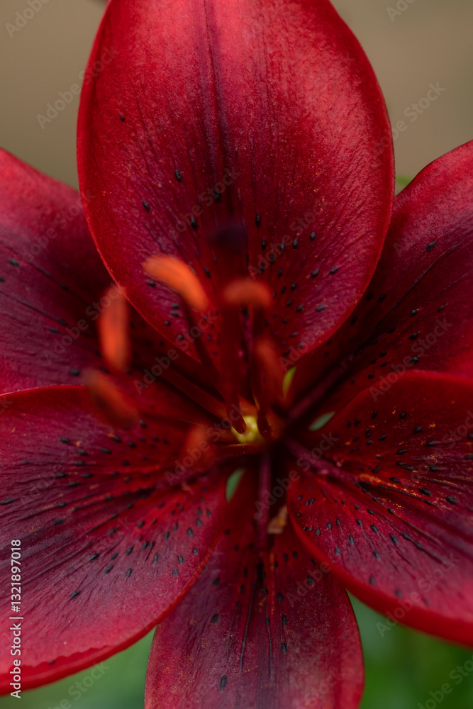extreme macro shot of amazing deep vibrant red lily flower. cloudy day