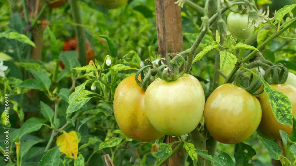 Independent fresh tomato plantation. Fresh tomatoes ready to be harvested from the tree. Close up of tomatoes in the plantation. Independent fresh tomato plantation. Fresh tomatoes ready to be harvested from the tree. Close up of tomatoes in the plantation.