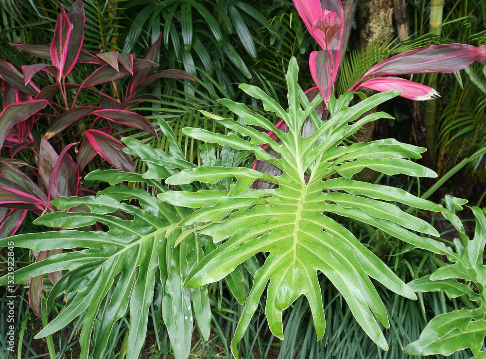 Philodendron bipinnatifidum at green garden