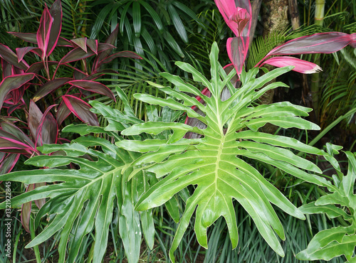 Obraz na płótnie Philodendron bipinnatifidum at green garden w salonie
