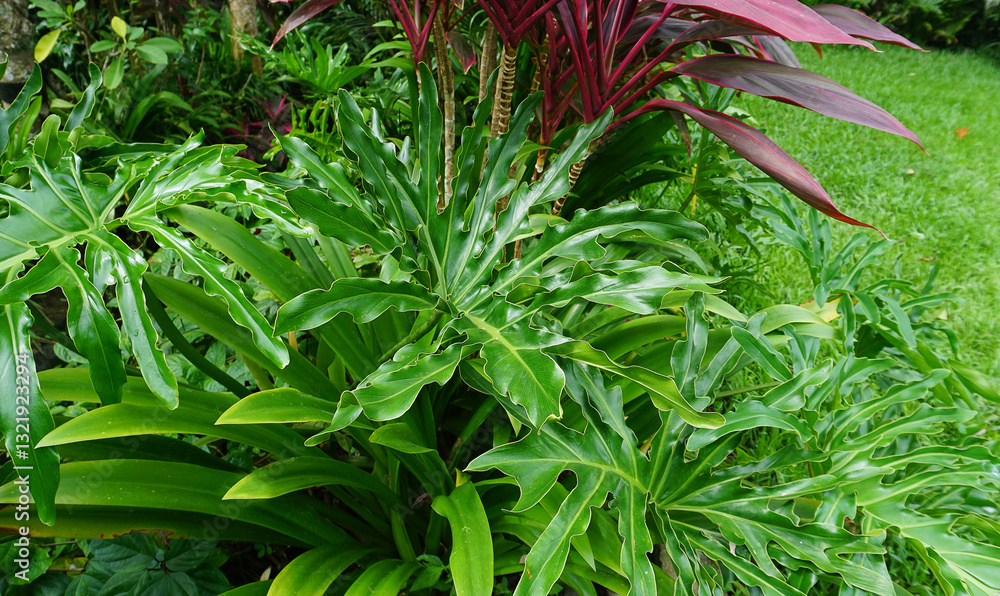 Philodendron bipinnatifidum at green garden