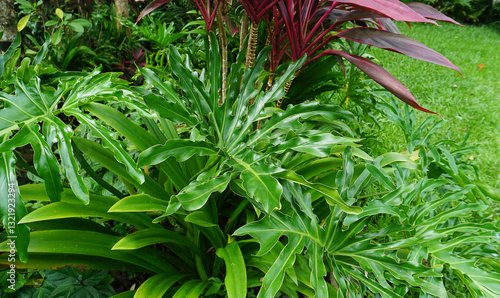 Obraz na płótnie Philodendron bipinnatifidum at green garden w salonie