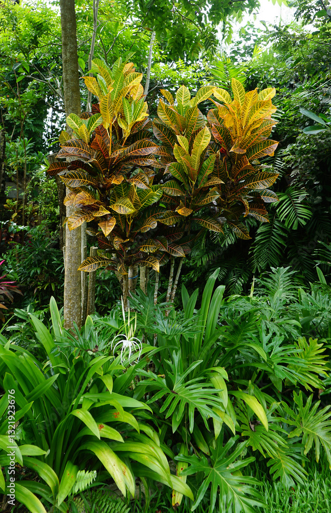 Codium variegated at green garden