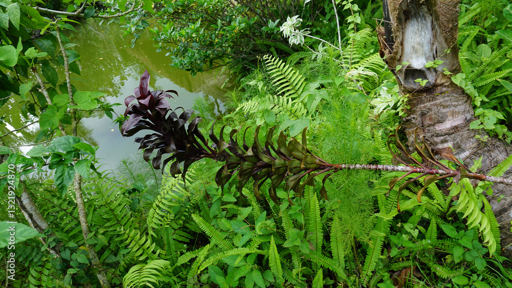 Blooming blushing bromeliad plant growing fertilely planted in the ground with grass surrounded