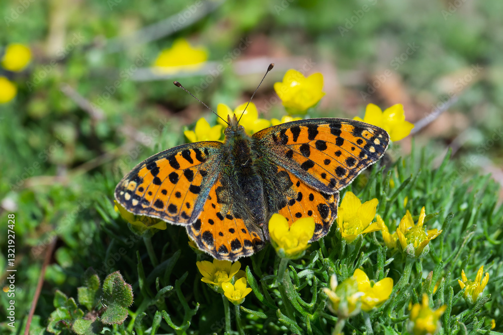 Nymphalidae / İspanyol Kraliçesi / Queen of Spain fritillary / Issoria lathonia Nymphalidae / İspanyol Kraliçesi / Queen of Spain fritillary / Issoria lathonia