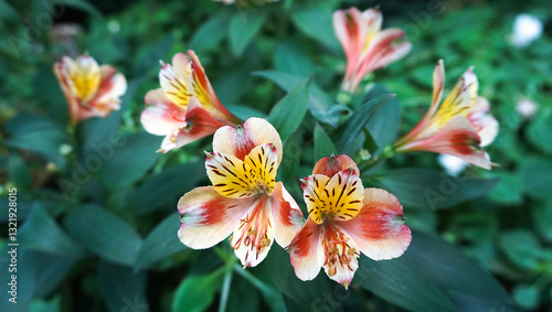 Obraz na płótnie Alstroemeria aurea Graham. Golden lily of the Incas. Alstroemeriaceae. w salonie
