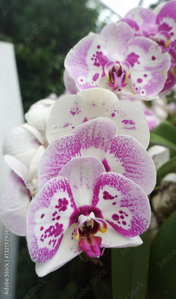Doritenopsis orchid. Pink indoor orchid flowers