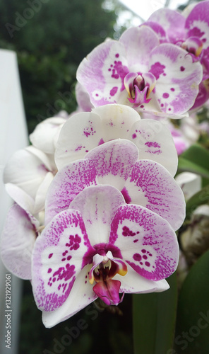 Obraz na płótnie Doritenopsis orchid. Pink indoor orchid flowers w salonie