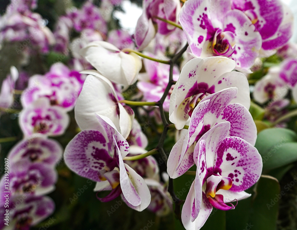 Doritenopsis orchid. Pink indoor orchid flowers