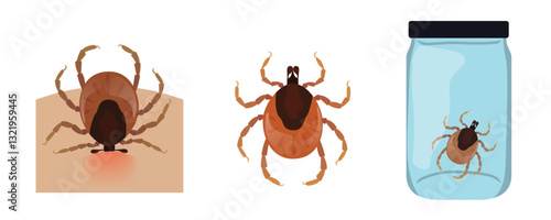 Mite biting skin, isolated and in jar for analysis