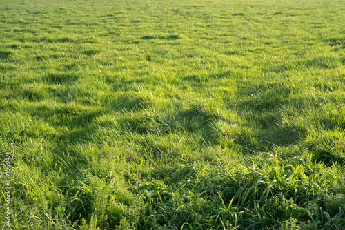 Pradera de hierba verde al atardecer