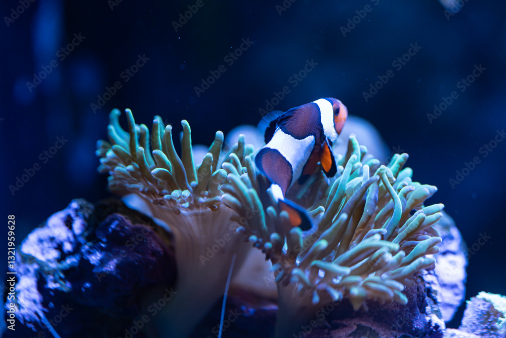 Obraz premium Clown Fish hosting in an anemone 