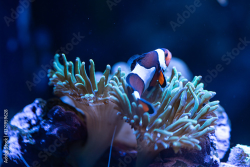 Clown Fish hosting in an anemone 