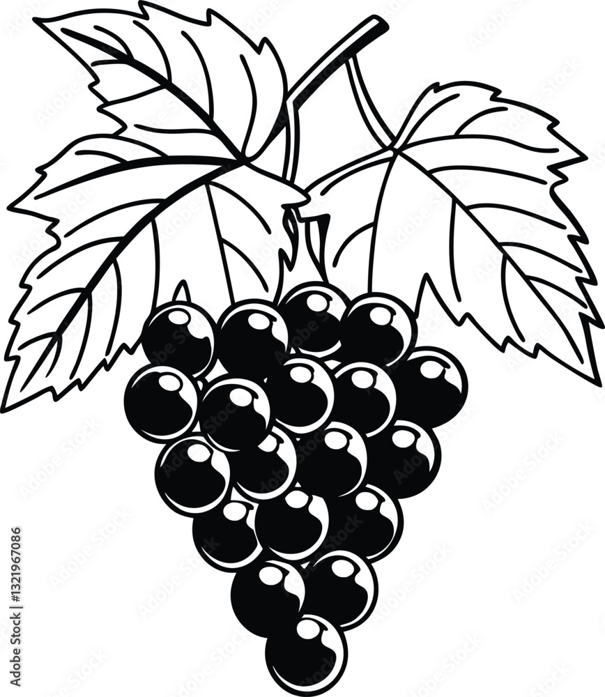 Obraz premium Hand-Drawn Illustration of Grapevine with Clusters and Leaves in Black and White