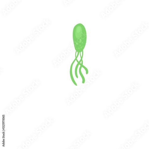 Helicobacter pylori bacteria