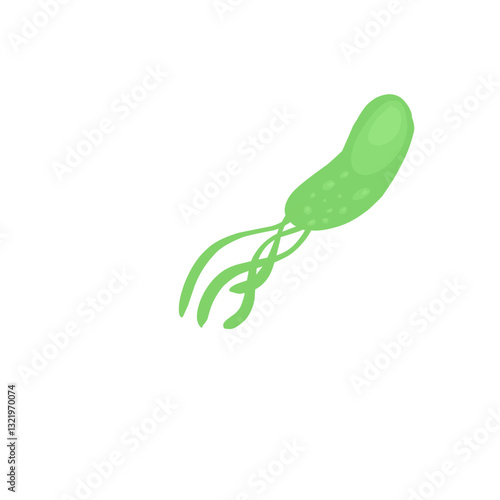 Helicobacter pylori bacteria