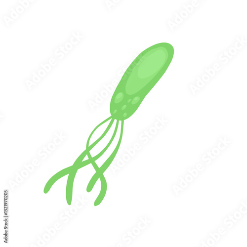 Helicobacter pylori bacteria