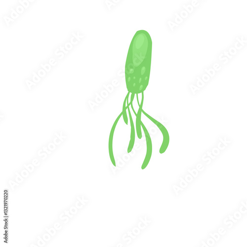 Helicobacter pylori bacteria