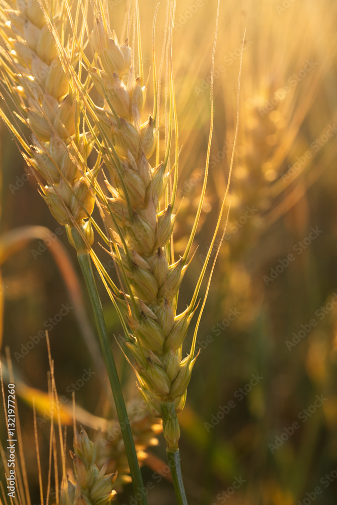 beautiful golden wheat ears at meadow at sunny evening, at sunset bathing in sun light. macro
