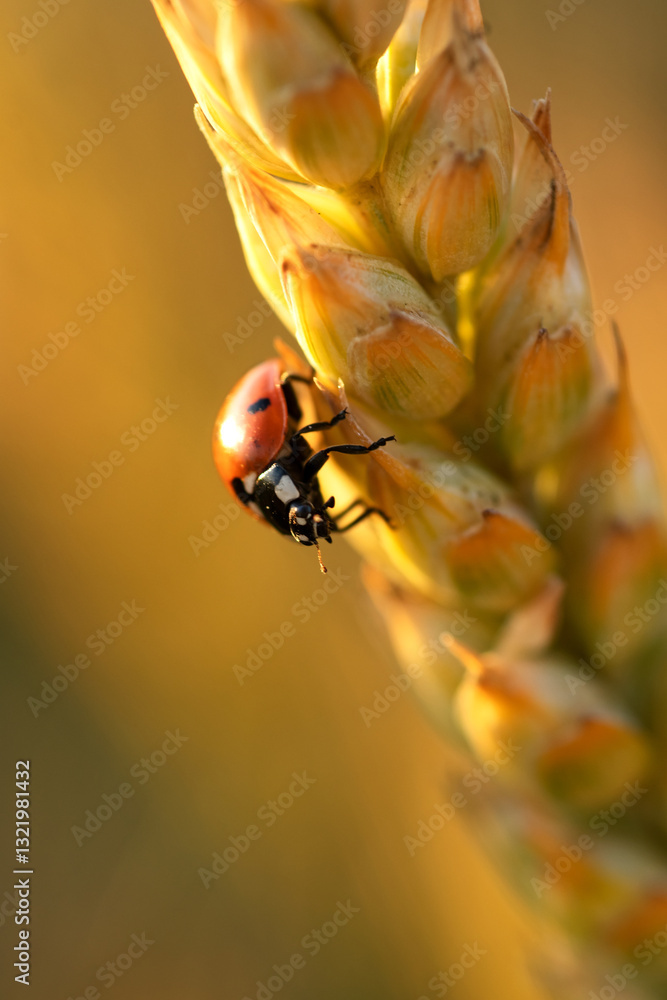 beautiful golden wheat ears with ladybug at meadow at sunny evening on sunset. macro