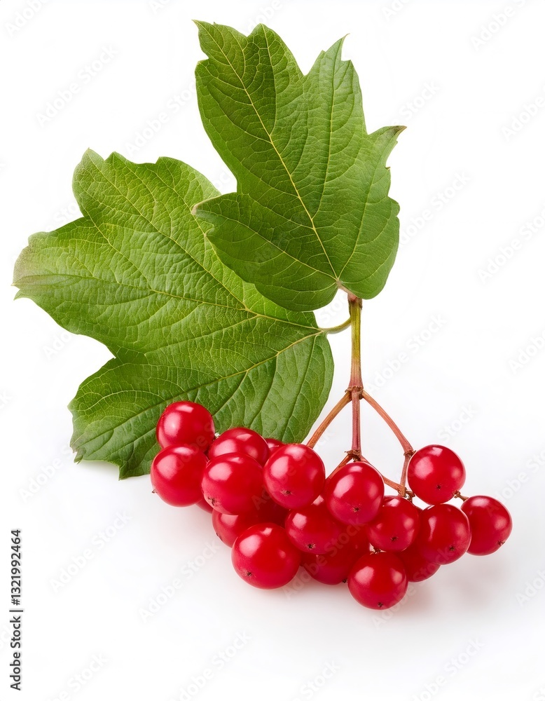 Close up of a viburnum branch, highlighting the vibrant red berries and lush green leaves, isolated on white Close up of a viburnum branch, highlighting the vibrant red berries and lush green leaves, isolated on white