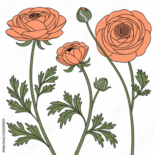 Elegant Ranunculus: Delicate orange ranunculus flowers in full bloom, their intricate petals unfurling gracefully against a clean backdrop, alongside unopened buds and vibrant green leaves.