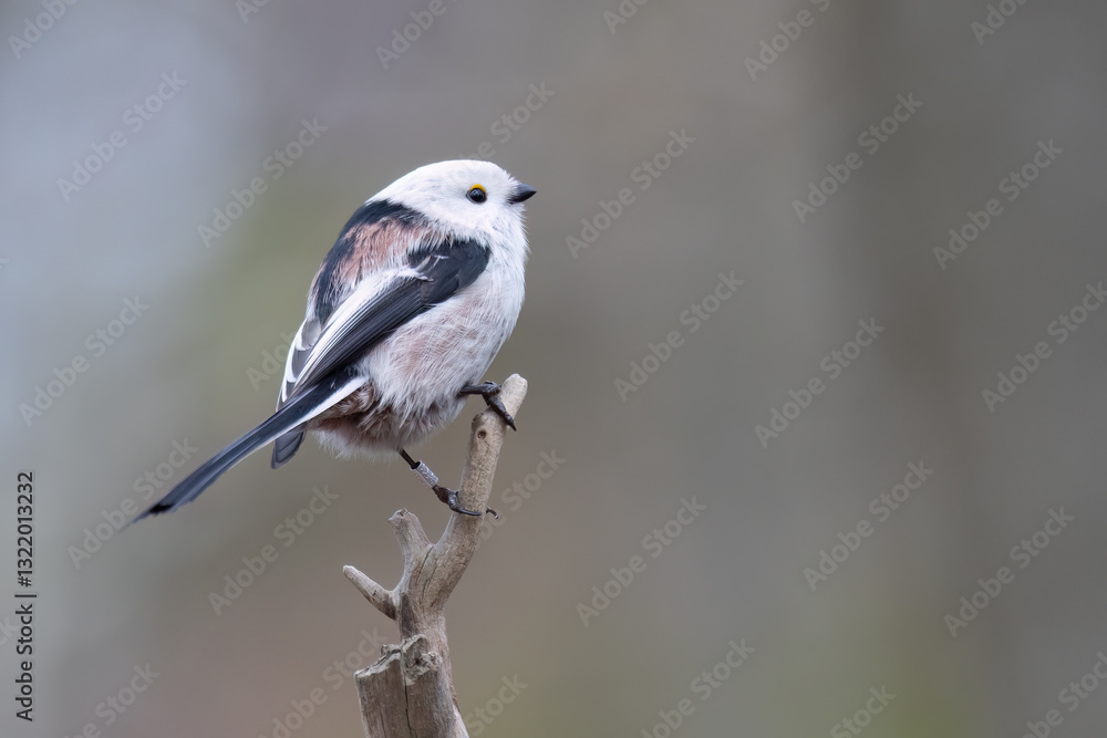 Fototapeta premium long-tailed tit
