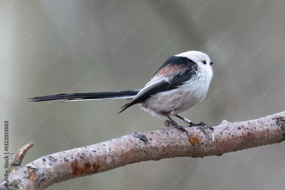 Obraz premium long-tailed tit