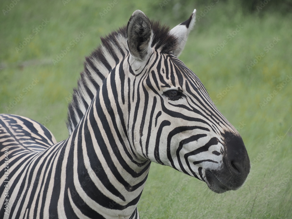 Close-up of zebra - African safari - Hwange National Park in Zimbabwe Close-up of zebra - African safari - Hwange National Park in Zimbabwe