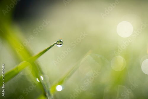 Gocce d'acqua su un filo d'erba
