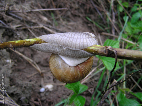Weinbergschnecke hängend am Ast