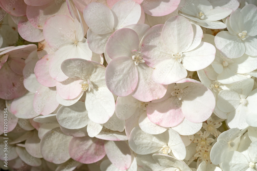 beautiful  blossom of pink-white hydrangea background at cloudy day.  macro