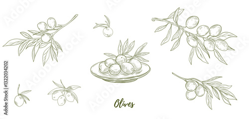 Set of vector olive branch line art illustration, graphic line art. Elegant line botanical illustration. Great for any designs, textile, art, walls, package