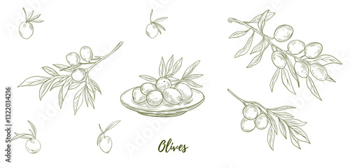 Set of vector olive branch line art illustration, graphic line art. Elegant line botanical illustration. Great for any designs, textile, art, walls, package