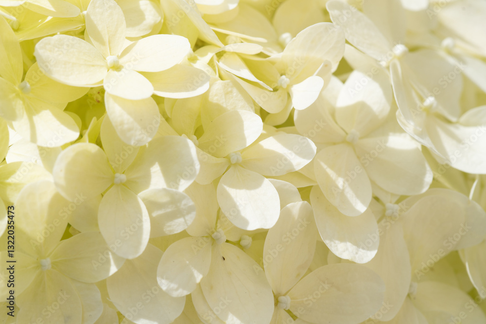 beautiful blossom of pistachio hydrangea background at sunny day. macro