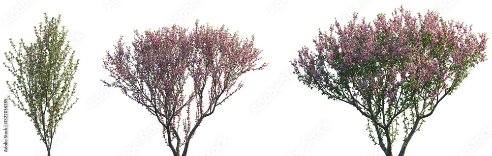 Set of Prunus persica (The peach) blossoming frontal street trees isolated png on a transparent background perfectly cutout Set of Prunus persica (The peach) blossoming frontal street trees isolated png on a transparent background perfectly cutout