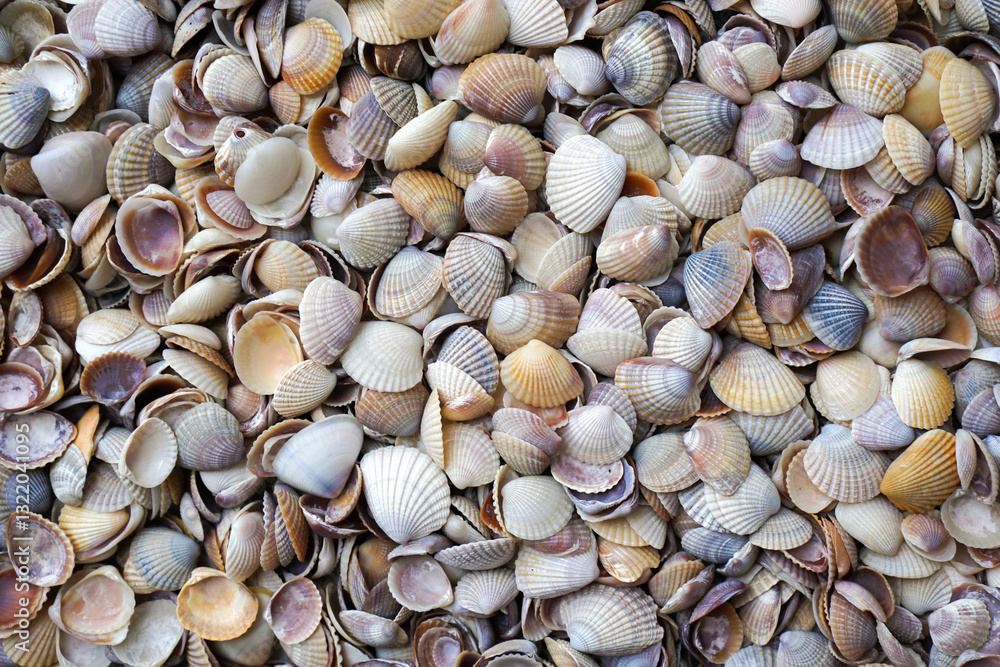 Seashells background. Assortment of seashells. seashells on the beach. Seashells background. Assortment of seashells. seashells on the beach.