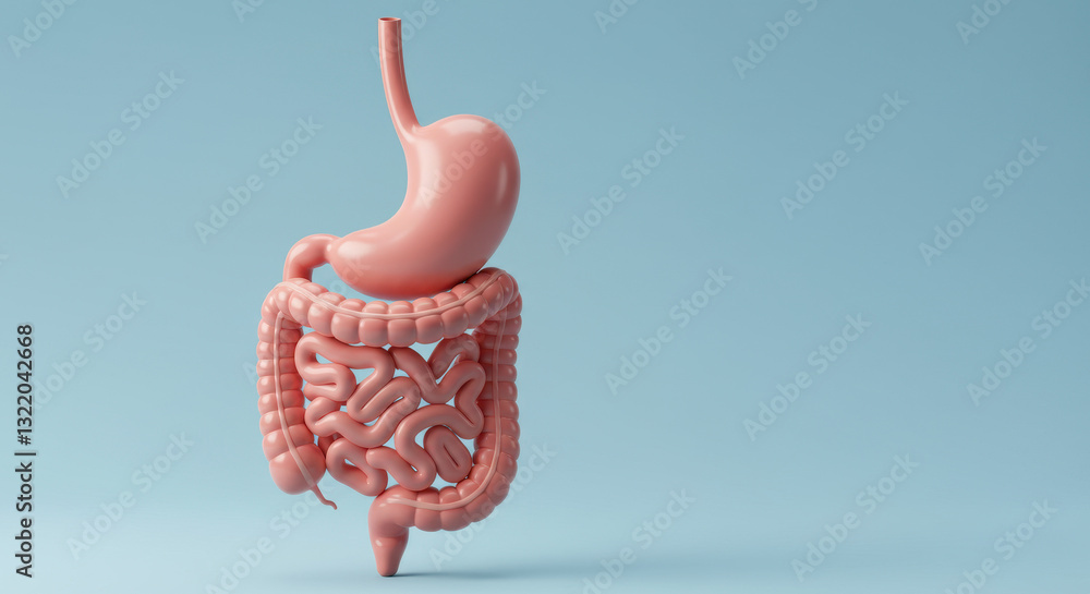 custom made wallpaper toronto digital** Human Digestion Anatomy: Stomach & Intestines Illustration | Gut Health, Digestion System, Medical Concept, Biology, Healthcare, Medical, Anatomy
