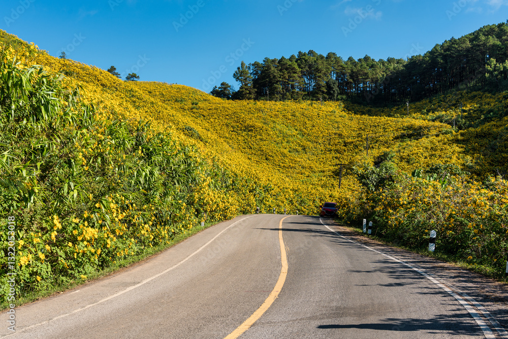 Naklejka premium Scenic road through yellow field of Tree Marigold or Mexican Sunflower blooming on hillside in Doi Mae U Kho