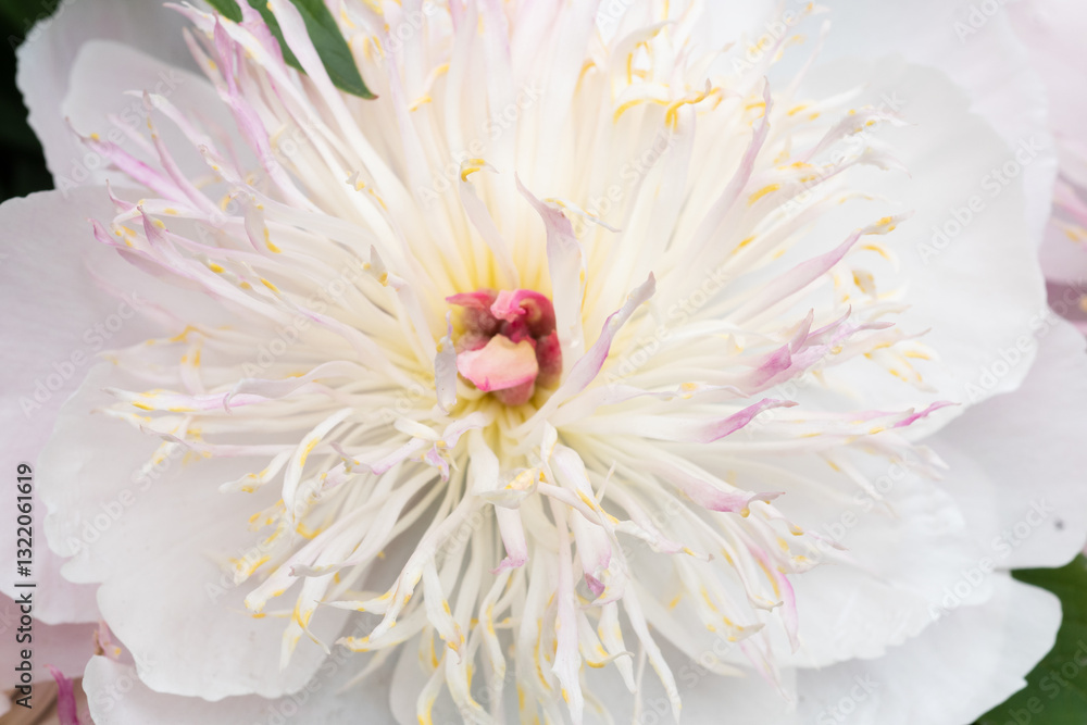 beautiful white-pink peony blooming flower as background at sunny day. macro