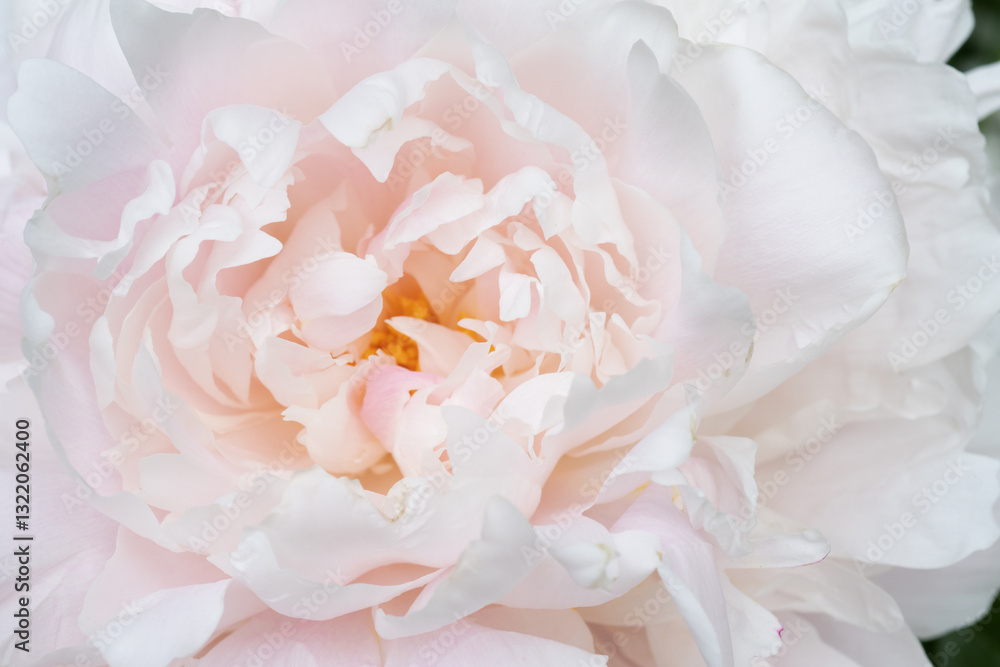 beautiful soft pink peony blooming flower as background at sunny day. extreme macro