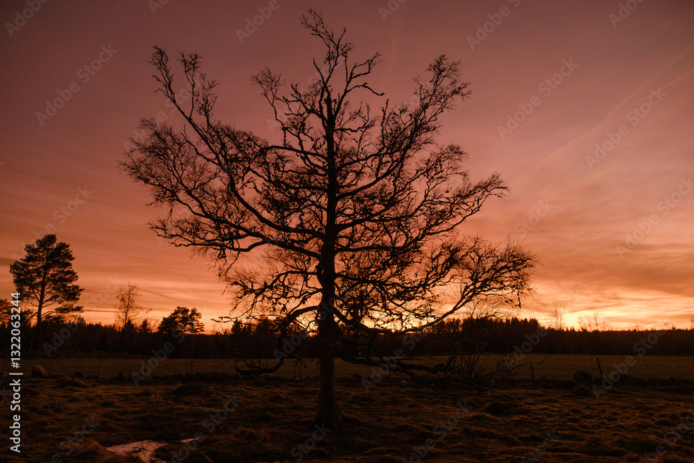 Black tree silhouette against the orange sunset