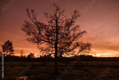 Obraz na płótnie Black tree silhouette against the orange sunset w salonie