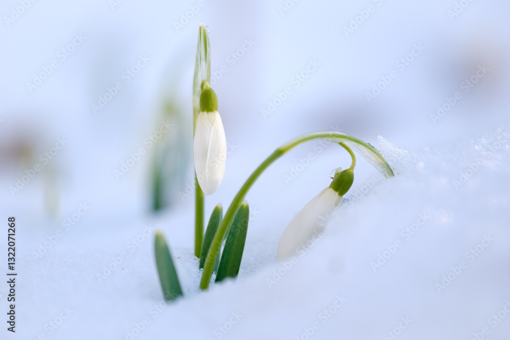 White snowdrop flowers in winter snow