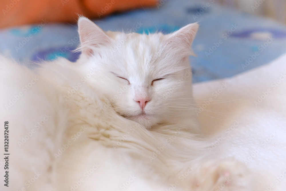 Beautiful white fluffy cat portrait
