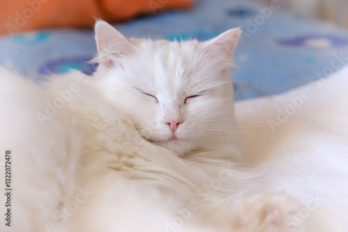 Obraz na płótnie Beautiful white fluffy cat portrait w salonie