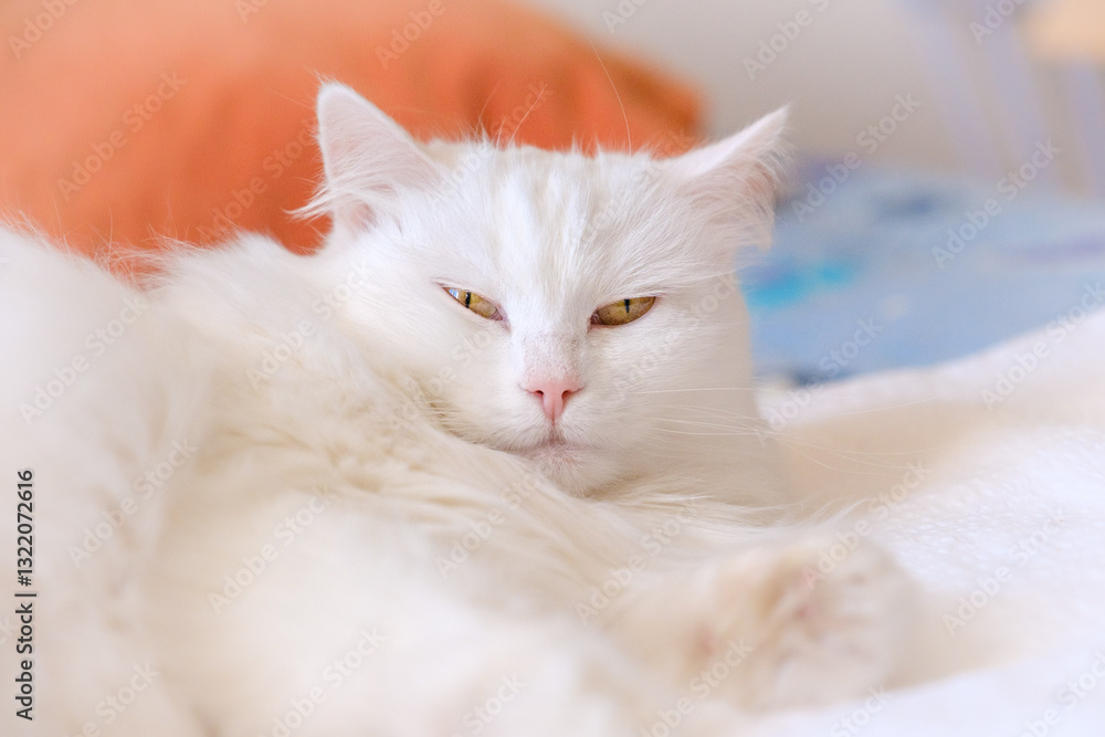 Beautiful white fluffy cat portrait