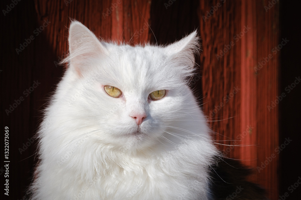 Beautiful white fluffy cat portrait