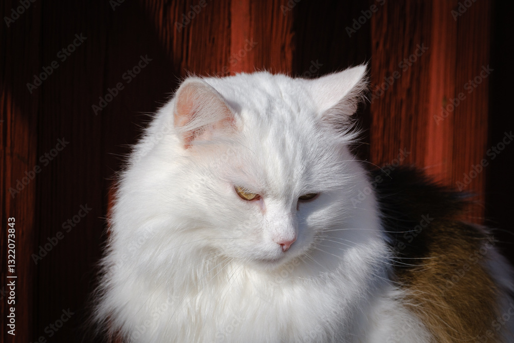 Beautiful white fluffy cat portrait