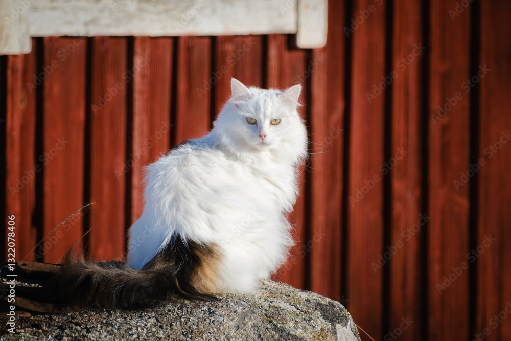 Beautiful white fluffy cat portrait